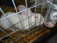 Największa w Polsce wystawa królików i drobnego inwentarza za nami